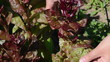closeup woman hands gather pick salad leaves in rural garden
