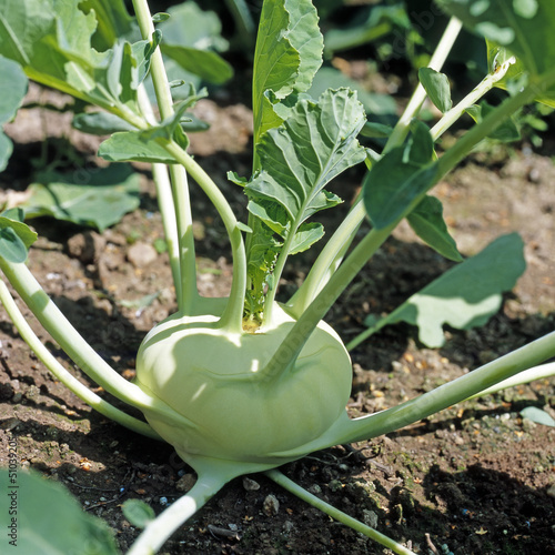 Photo: Kohlrabi_212811 Kohlrabi_212811
