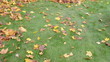woman shake tree branch leaves autumn colorful leaves fall