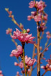 Blommande Persikaträd