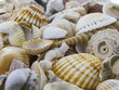 A Shells of mussels, snails and starfish