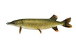 Fische 10