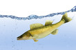 Fische 36