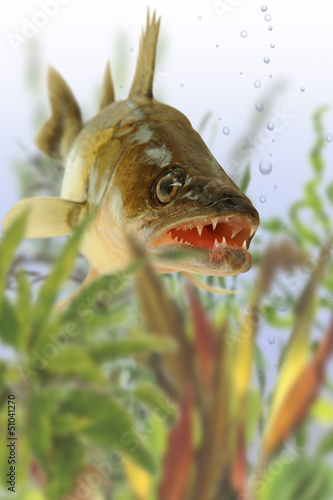 Photo: Fische 43 Fische 43