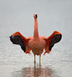 Chilean Flamingo at a lake in the Netherlands