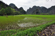 Karst formations and rice fields in Ninh Binh, Vietnam