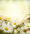 Foto: white flowers white flowers