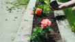 Planting a flowerbed.