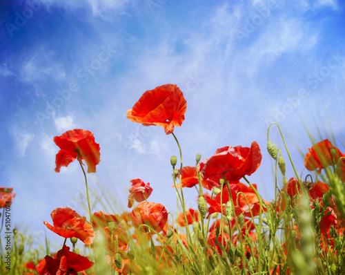 Photo: Poppy flowers Poppy flowers