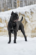 Photo: Black cane corso dog -italiano breed in Russia. winter portrait Black cane corso dog -italiano breed in Russia. winter portrait