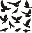 Silhouettes of  pigeons