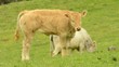 Video: ternero en el campo ternero en el campo
