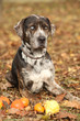Louisiana Catahoula dog with small pumpkins in Autumn