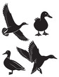 duck