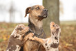 Louisiana Catahoula dog scared of parenting