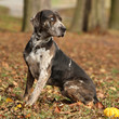 Louisiana Catahoula dog in autumn