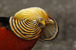 Goldfasan im Prachtkleid