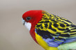 Rosella