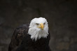 Seeadler