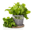 Fresh herbs in wooden pot isolated on white