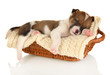 Beautiful little puppy sleeping in basket isolated on white