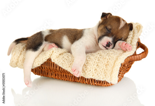 Photo: Beautiful little puppy sleeping in basket isolated on white Beautiful little puppy sleeping in basket isolated on white