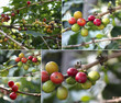 Collage of colorful berries on branches of coffee tree.