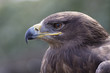Steinadler