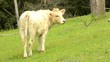 Video: becerro en el campo becerro en el campo
