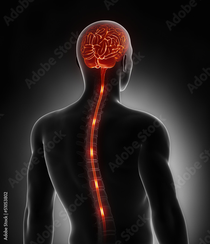 Illustration: Spinal cord nerve energy impulses into brain Spinal cord nerve energy impulses into brain