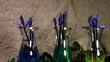 Video: Fioritua di narcisi Fioritua di narcisi
