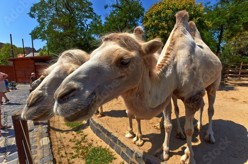 Photo: Funny camel in the zoo Funny camel in the zoo
