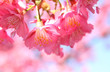 桜の花