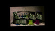 Video: Fioritua di narcisi Fioritua di narcisi