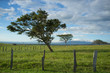 Guanacaste trees