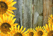 Sun flower frame