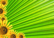Sun flower frame