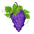 Bunch of a grapes, vector illustration