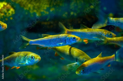 Photo: Small fish in the water Small fish in the water