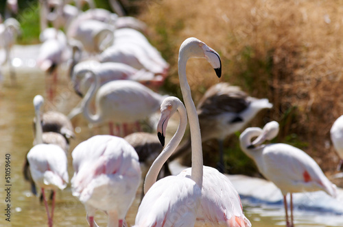 Photo: Flamingo in the swamp Flamingo in the swamp