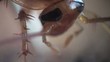 Cockroach in the kitchen macro