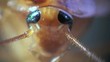 Cockroach in the kitchen macro