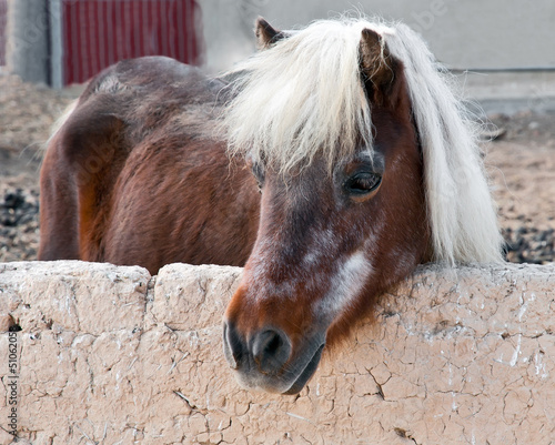 Photo: Horse in the paddock at the farm. Horse in the paddock at the farm.