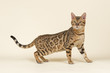 Photo: Katzen-Bengal-8851 Katzen-Bengal-8851