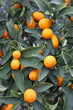 juicy Mediterranean Orange hung on fruit trees