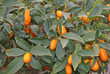 Citrus plants growing oranges and lemons in Sicily