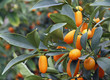 Citrus plants growing oranges and lemons in Sicily