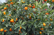 Citrus plants growing oranges and lemons in Sicily