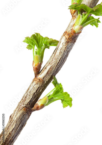 Photo: Macro of burst leaf buds Macro of burst leaf buds