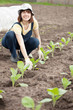  gardener planting cabbage spouts